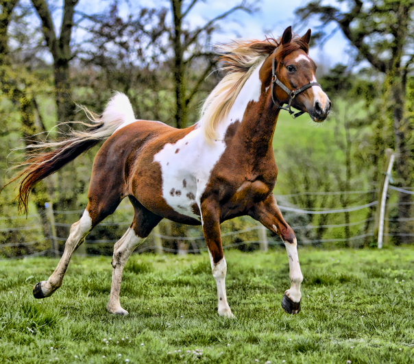 Pinto_Arabian