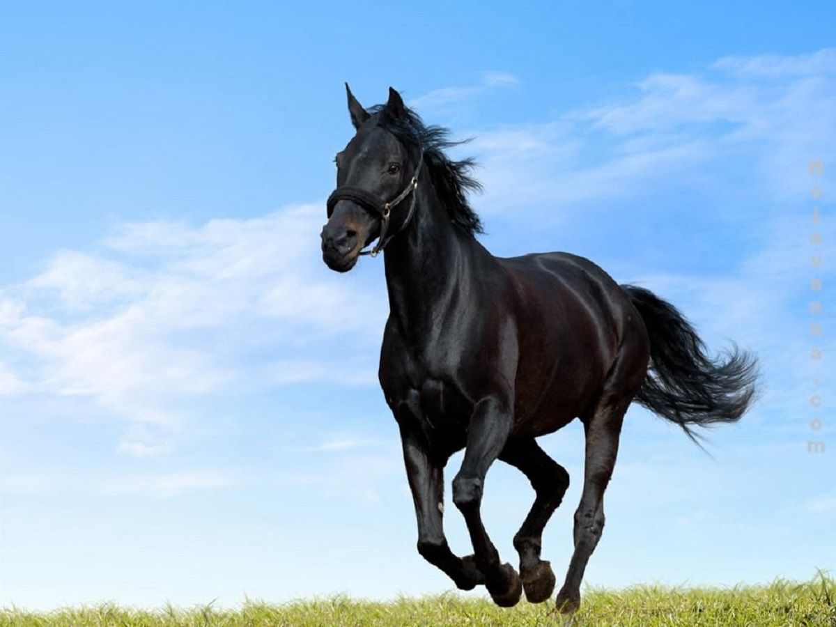 black_horse-compressed