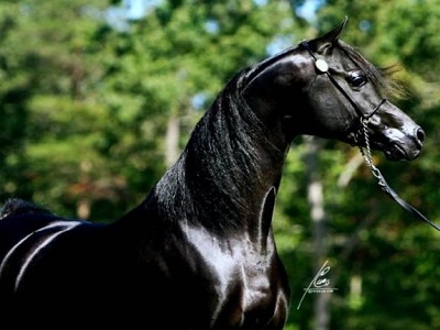 نژاد اسب عربی در کاسی لر